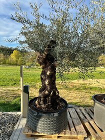 Olivovník európsky (Olea europaea) - 6