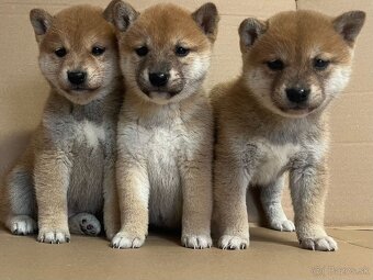 Shiba inu - 6
