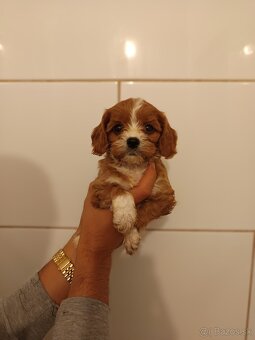 Cavapoo - 6