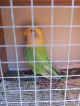 Agapornis ružovohrdlý - 6
