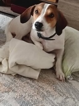 Beagel x Jack Russel teriér - 6