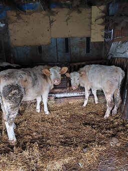 Predám jalovice - 6