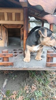 Jack russell terier - 6