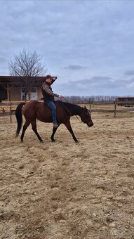 Quarter horse - 6