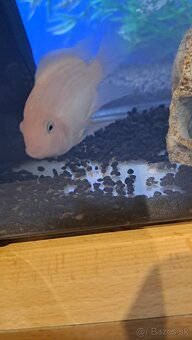 Americke cichlidy Amphilophus Citrinellus a skalare zlaté - 6