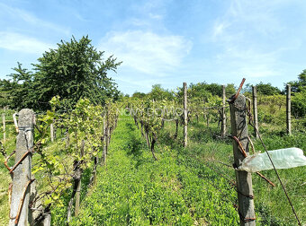 NA PREDAJ - vinice, obec Strekov, výmera 4659 m2 - 6