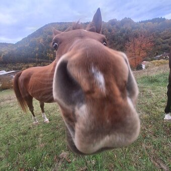 Pastvinové ustajnenie - 6