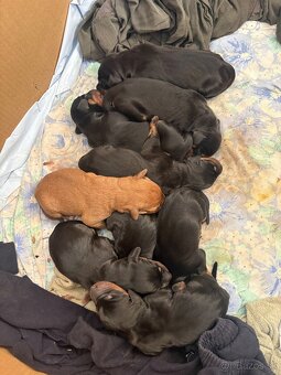 Tatranský durič x Slovenský kopov - 6