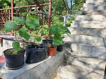 Cisarsky strom Paulownia a Aloe vera - 6