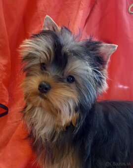 YORKSHIRE TERRIER s PP - 6