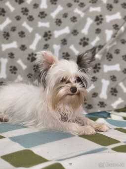 yorkshirsky teriér - yorki - biewer - 6