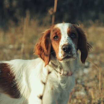 Prijímame rezervácie – Welsh Springer Španiel - 6