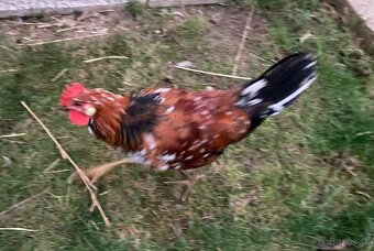 Predám kohútov Švédska kvetina a Leghorn 19 tyždňov - 6