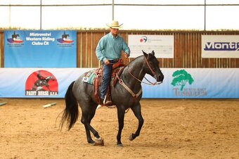 Pripúšťanie American Quarter Horse - 6