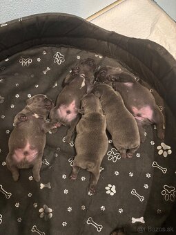 Francúzsky buldoček modré šteniatka - 6