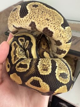 Pytón s celým vybavením - 6