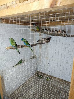 Andulky, zebričky, neofémy - 6