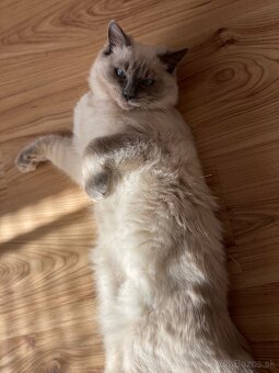 Ragdoll na krytie - 6