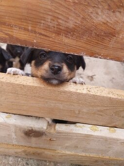 Šteniatka Jack russel terier - 6