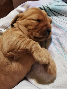 Anglický kokeršpániel - 6