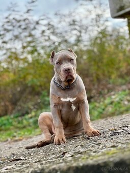American Bully XL (Pitbull XXL) - 6