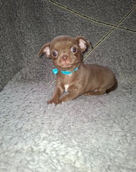 čivava šteniatka - 6