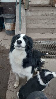 Predám Čistokrvné šteniatka Border Kolia - 6