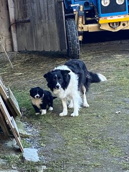 Šteniatko border kólie - 6