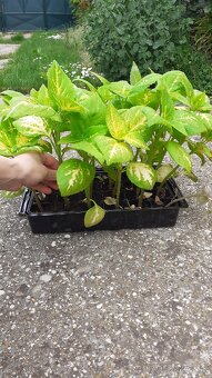 Zelené coleusy - koleusy - žihľavky - 6