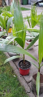 Palma Washingtonia robusta - 6