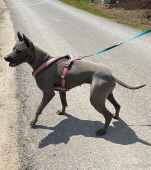 Predám fenku Thai Ridgeback Dog s rodokmeňom - 6