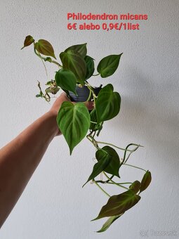 Monstera thai constellation - 6