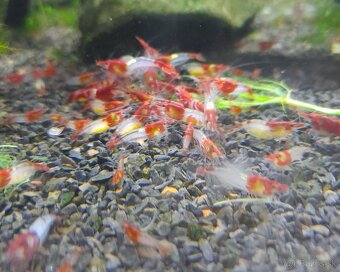 Krevetky,ryby,slimáky - 6