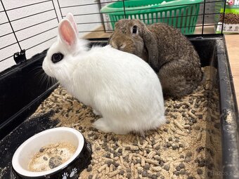 Predám 2 zajaciky (samičky) - 6