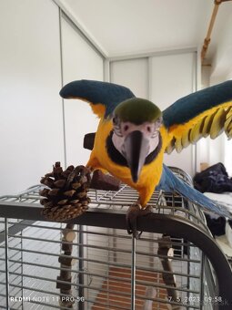 Predám 3 ročnú ara ararauna - 6