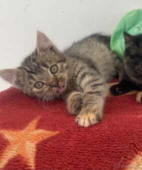 Darujem mačiatka 🐾 - 6