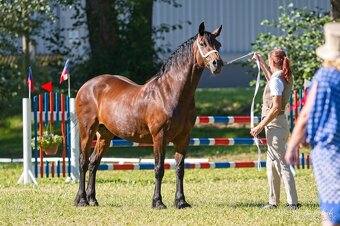 Prodám hřebce Welsh cob D - SPĚCHÁ - 6