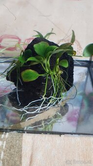 Anubias - 6