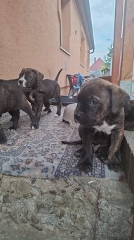 Predám Cane Corso Šteniatka - 6