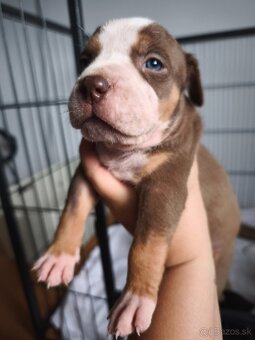 American Bully Standard - 6