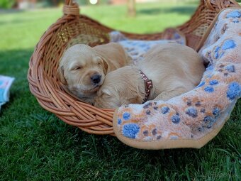 Zlatý Retriever - 6