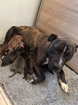 Americký stafordsirsky terier, Stafford, amstaf - 6