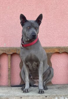 Thajský ridgeback - šteniatka - 6