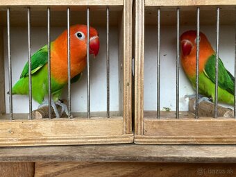 Agapornis fischeri - 6