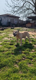 Ponúkam na krytie - 6