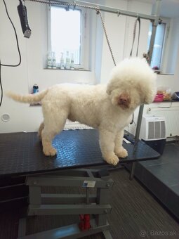 Lagotto Romagnolo - 6