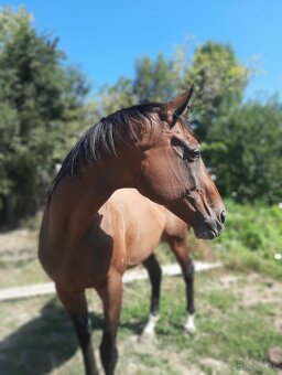 Predám skokovú kobylu - 6