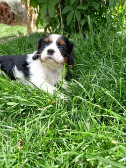 Cavalier king charles španiel - 6