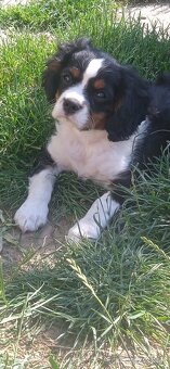 Cavalier king charles španiel - 6