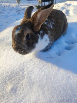 Ponukám zajace-králiky - 6